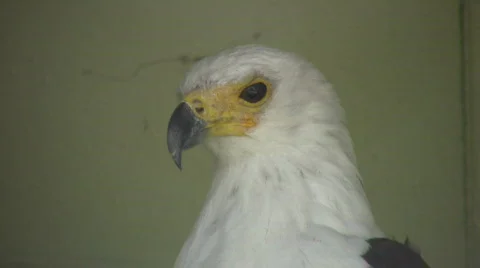 Closeup of an African Fish Eagle looking around (High Definition) Stock Footage 359351