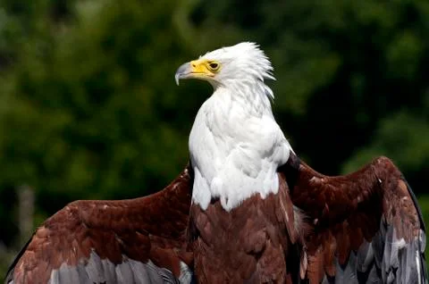 Closeup African fish eagle Foto stock