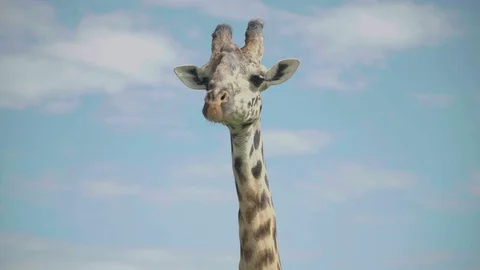 Closeup of African Giraffe 動画素材 115921223