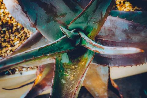 Closeup agave cactus Stock Photos
