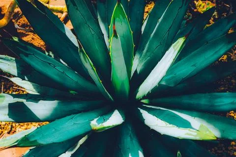 Closeup agave cactus Stock Photos