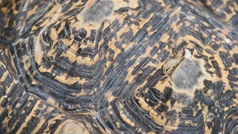 Closeup of aged African spurred tortoise shell crawling in outdoors zoo park  Stock Footage 115055820