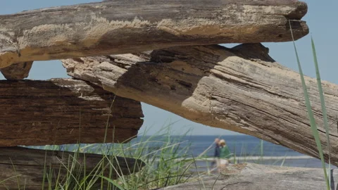 Closeup of aged wooden surface featuring grass. Natural erosion on weathered Stock Footage 335685545