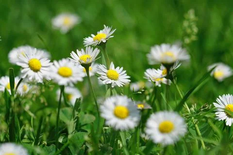 A closeup on an aggregation of the Common daisy, Bellis perennis,  in the gar Foto stock