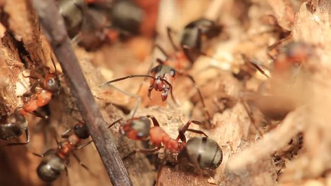 Closeup of aggressive ants - macro ant-hill detail Stock Footage 75495179