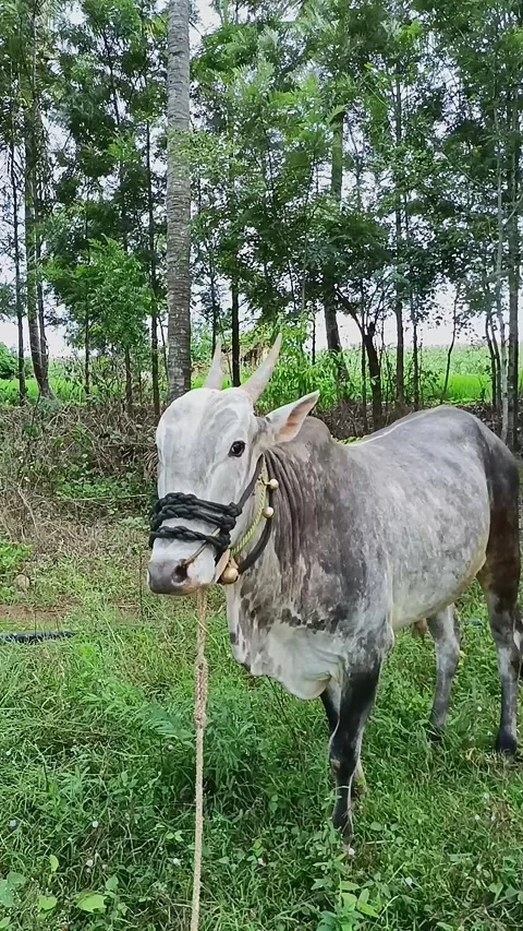 A closeup of an aggressive or violent domestic ox in the farmland Stock Footage 248345587