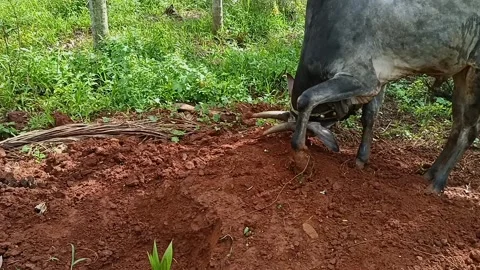 A closeup of an aggressive or violent naughty domestic ox in the areca field Stock Footage 248228319
