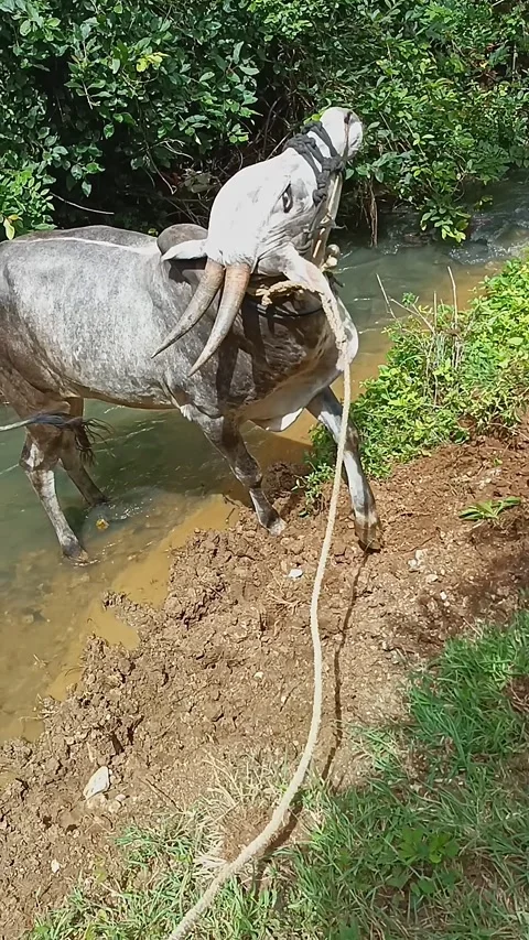 A closeup of an aggressive or violent naughty domestic ox at a small canal Stock Footage 248345544