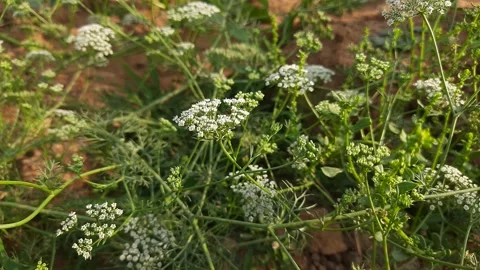 Closeup ajowan flower. Stock Footage 153410267