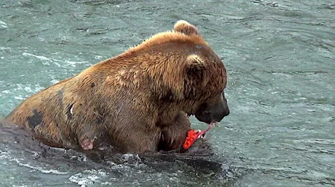 Closeup of Alaskan Brown Bear in River Eating a Salmon Stock Footage 50471194