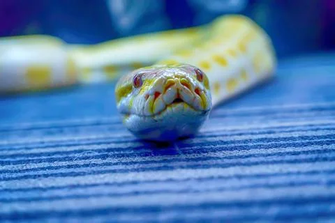 Closeup of the Albino Burmese python face, Python bivittatus - popular pet in Th Foto stock