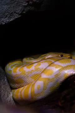 Closeup of a Albino Burmese Python (Python molurus bivittatus) Photos