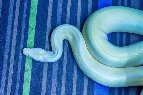 Closeup of the Albino Burmese python, Python bivittatus - popular pet in Thailan Stock Photos