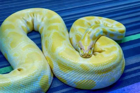 Closeup of the Albino Burmese python, Python bivittatus - popular pet in Thailan Foto stock