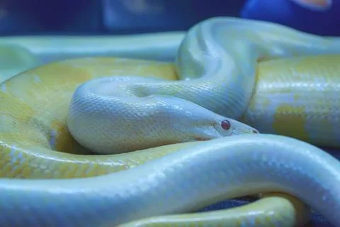 Closeup of the Albino Burmese python, Python bivittatus - popular pet in Thailan Stock Photos