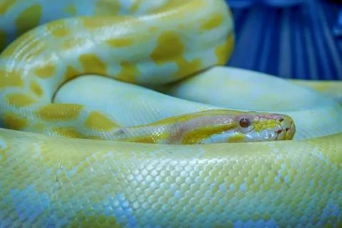 Closeup of the Albino Burmese python, Python bivittatus - popular pet in Thailan Foto stock