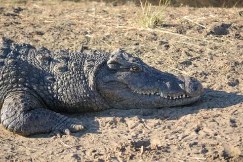 Closeup of an alligator, Namibia, Okapuka Ranch, afternoon, sunshine, Game Stock Photos