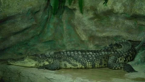 Closeup alligator Stock Photos