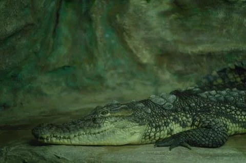 Closeup alligator Stock Photos
