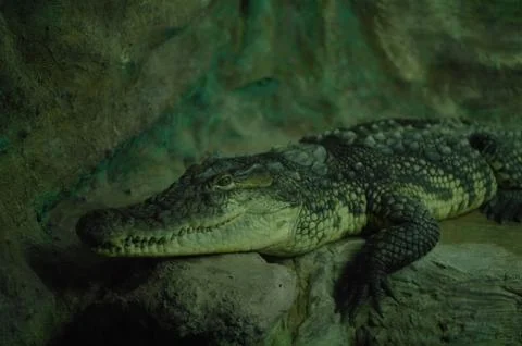 Closeup alligator Stock Photos