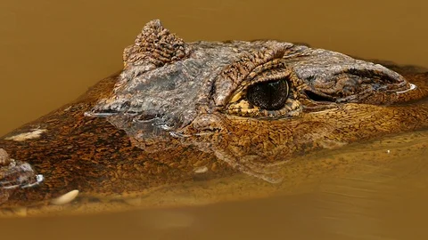 Closeup of alligator's head garding a close eye for possible prey Stock Footage 123556212