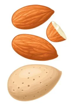 Closeup almond nut in shell. Vector color realistic icon. イラスト素材