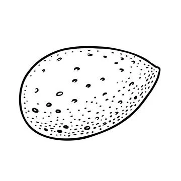Closeup almond nut in shell. Vector engraving black vintage illustration. Stock Illustration
