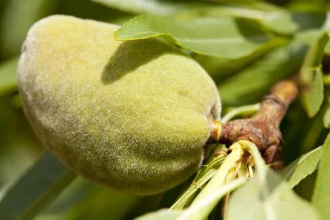 Closeup of an almond Foto stock
