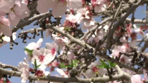 Closeup of almond tree flower in bloom Stock Footage 234553430