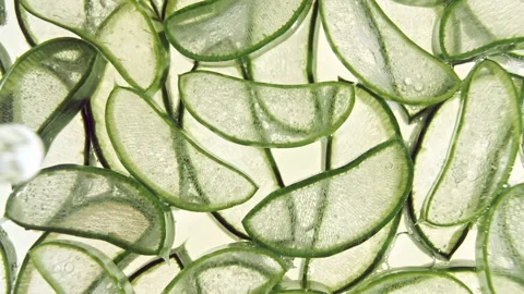 Closeup Aloe Vera sliced slice. Motion of the juice aloe vera. Natural medical Stock Footage 142999190