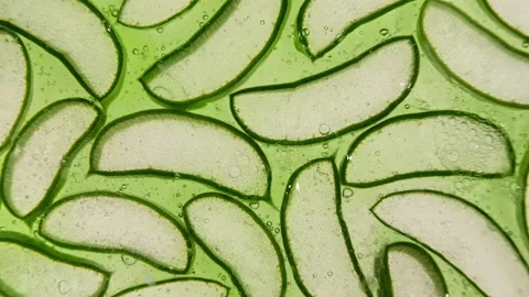 Closeup Aloe Vera sliced slice. Motion of the juice aloe vera. Natural medical 库存影片 142999400