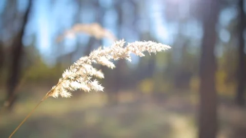 Closeup alone stem on forst glade in light of sun Vídeos de archivo 253429361