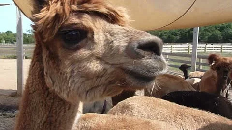 Closeup of Alpaca's Face Stock Footage
