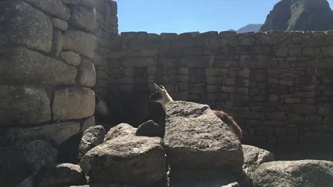 CloseUp Alpacas Roaming Machu Picchu ruins 動画素材 149015083