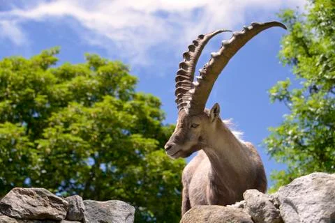 Closeup Alpine ibex Stock Photos