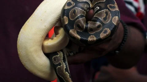 Closeup of aman holding python snakes in his hands. Vidéo 341348238