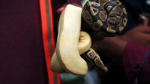 Closeup of aman holding python snakes in his hands. Stock Footage 341348250