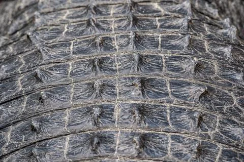 A Closeup of an American Alligator's Back Stock Photos