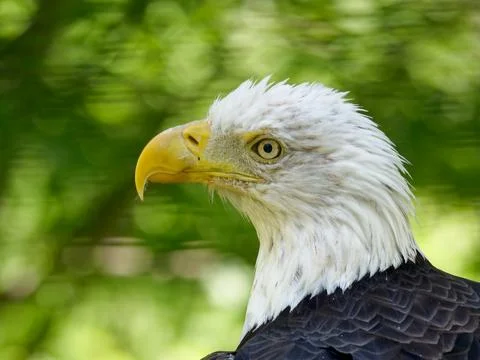 Closeup of American Bald Eagle Fotos de archivo