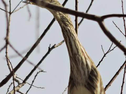 Closeup an American Bittern Bird Stock-Fotos