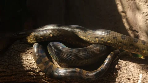 Closeup of a anaconda snake Stock Footage 295852495
