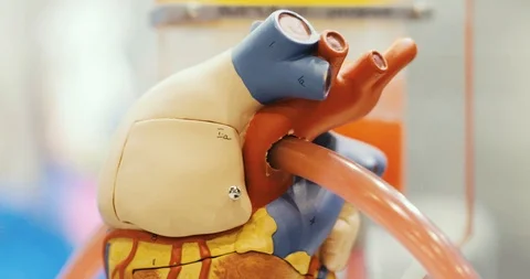 Closeup anatomical educational functioning robotic heart toy model for learning. Stock Footage 116808834