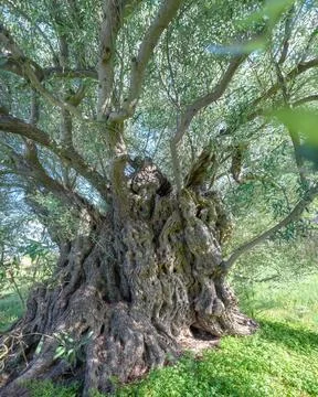 Closeup of ancient olive tree deformed trunk Stock Photos
