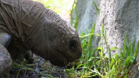 Closeup ancient tortoise chomping and feeding on grass Stock Footage 110818145