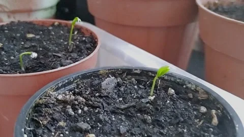 Closeup and back camera movement of small potted pepper plants growing Vídeo Stock 140282693