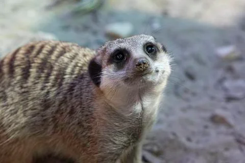A closeup and front view of a curious Meerkat (suricata suricatta), with sand 스톡 사진