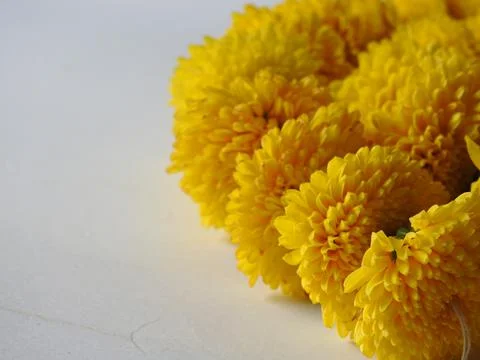 Closeup and group of yellow color Indian Chrysanthemum flower garland isolate Stock Photos