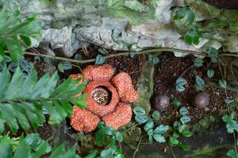 A closeup and high angle view of a mature corpse lily (Rafflesia arnoldii) fl Stock-Fotos