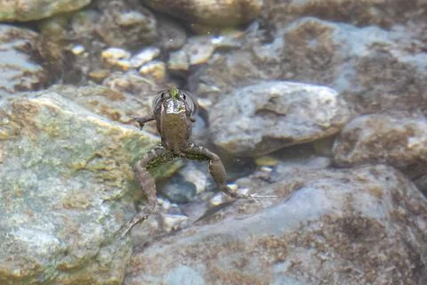 A closeup and high angled view of an amphibious frog swimming near the surfac Stock Photos