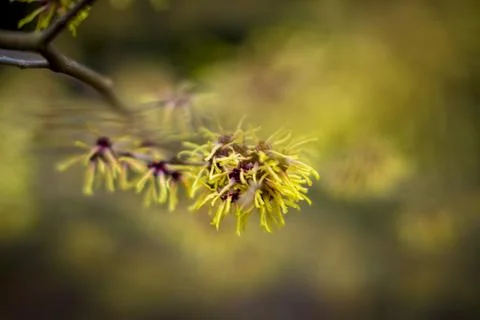Closeup and selective focus shot of flowering Hamamelis intermedia or hybri.. Stock Photos